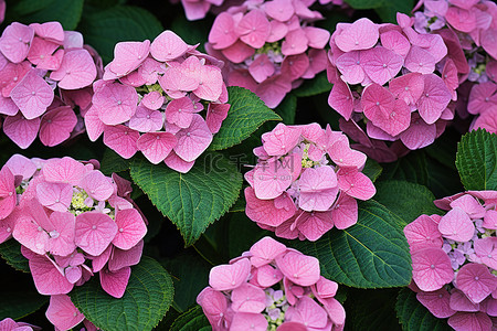 夏天绿叶植物背景图片_绿叶上的粉红色绣球花
