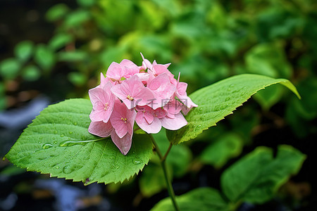 粉红色花朵后面的绿叶