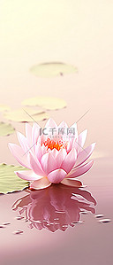 漂浮北京南背景图片_粉红色的莲花漂浮在水中