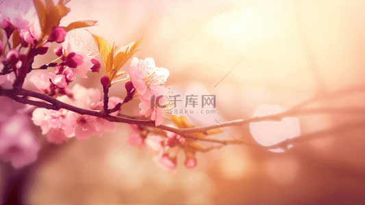 樱花花卉日光春季广告背景