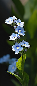 绿叶植物上的蓝色小花