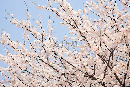 粉色，樱花背景图片_蓝天上有几棵开花的白树