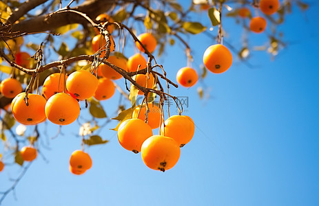 奥里萨邦树果实阳光黄色橙黄色