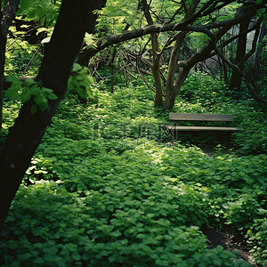 林区背景图片_绿树成荫的森林区，长凳周围有绿色植物