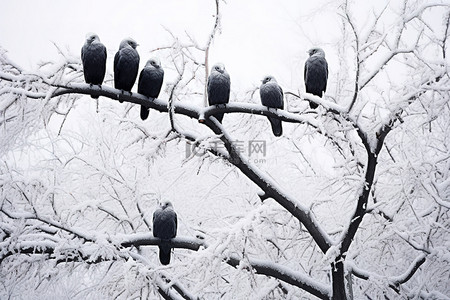 坐在树枝背景图片_在雪地里，猫头鹰成群结队地坐在被雪覆盖的树木的树枝上