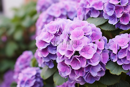 冬天紫色背景图片_冬天花园里色彩缤纷的户外花朵