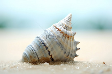 在海中银海贝壳 1 张照片和高清