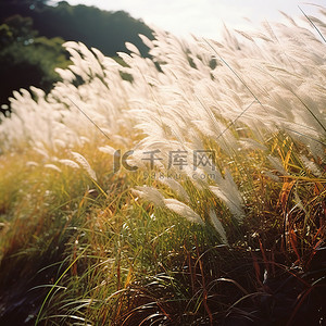 风吹麦粒背景图片_许多风吹过草地上的杂草