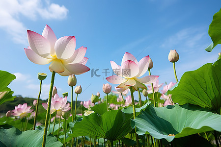 荷叶莲花背景图片_在台湾，花园里盛开着中国莲花