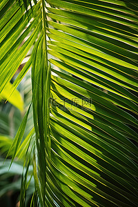 棕榈树背景图片_一些绿色