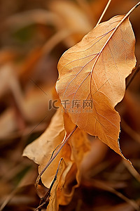 干树叶图像斯科蒂霍姆斯