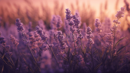 花朵背景紫色背景图片_薰衣草花园背景电商背景