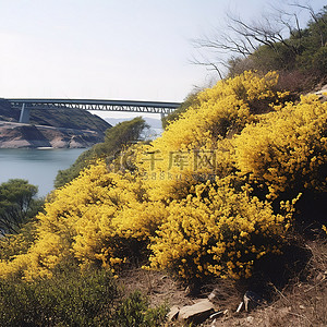 一座开着黄色花朵的灌木丛，靠在一座小山上，背景是一座桥