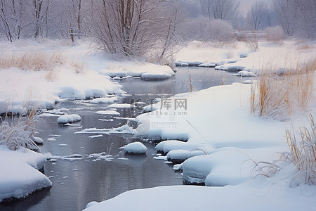 长满的池塘背景图片_雪中​​长满睡莲的池塘