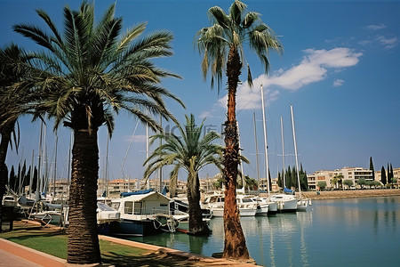 蓝色晴朗的日子里，港口两边都有棕榈树和船只