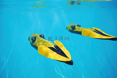 黑色青蛙背景图片_漂浮在水中的黄色和黑色青蛙鳍