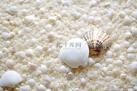 白色蓬松贝壳照片海滩美术印刷品上的贝壳