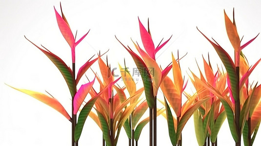 热带花卉背景背景图片_3d 蝎尾蕉树白色背景孤立插图