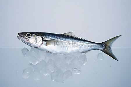 一条白色的鱼站在碗里的冰上