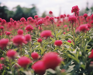 红色花田上的中国花园