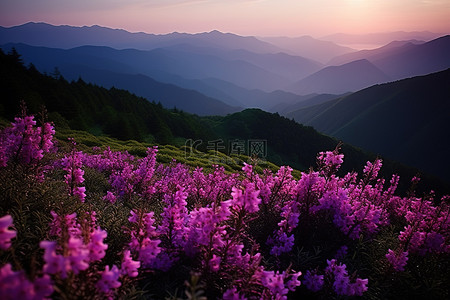 夕阳西下，山上开满了紫色的花朵