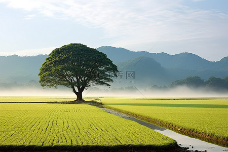 一棵树矗立在美丽的稻田中央