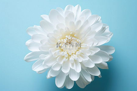 蓝色背景上的一朵白花