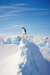 极地冰雪背景图片_企鹅站在冰雪覆盖的土地上