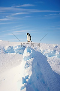 企鹅冰雪背景图片_企鹅站在冰雪覆盖的土地上