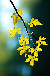 黄色枫叶的背景图片_柔和的蓝色背景中长着亮黄色叶子的树枝
