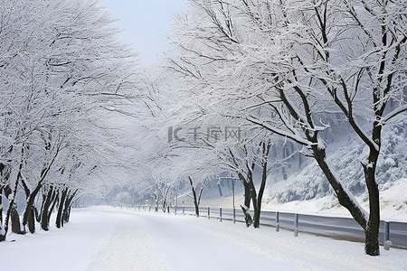 雪花脸谱背景图片_树木景观附近的一条道路被雪覆盖