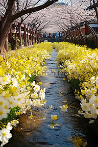 油菜花田背景背景图片_显示了一条开着白花和黄花的小溪