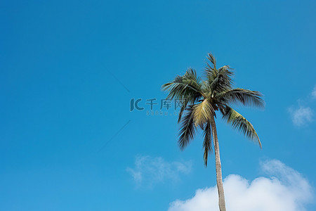 蓝天映衬下有一棵棕榈树