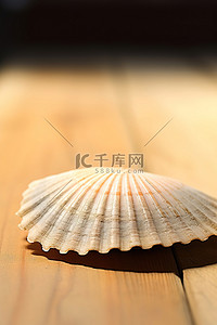 木桌上的扇贝壳