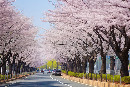 道路两旁种满了开花的树木