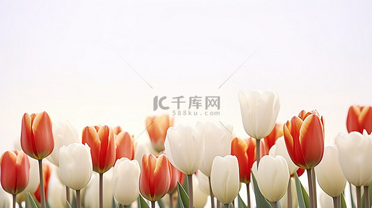 植物香背景图片_以 jpg 格式裁剪的红红白郁金香