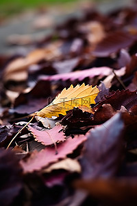 秋天城市背景图片_城市草地小路上的树叶