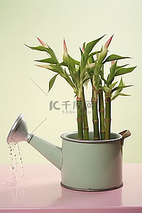 水槽里有竹植物的水壶