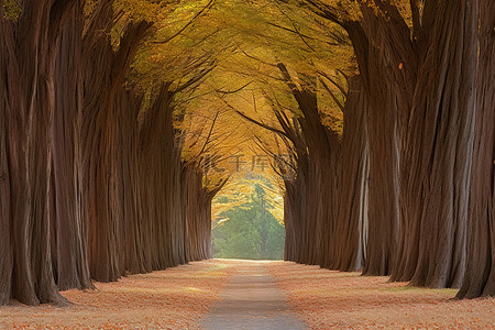 美术美术背景图片_树林间的小路 照片树林里的秋天美术印刷品