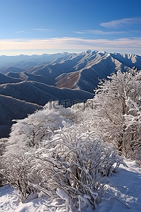 山顶山脊背景图片_从雪覆盖的灌木和山顶的山脊看