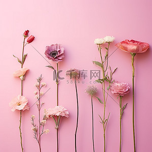 粉红色背景上不同种类的花朵系列
