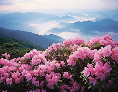 山粉色背景图片_云附近山上盛开的花朵