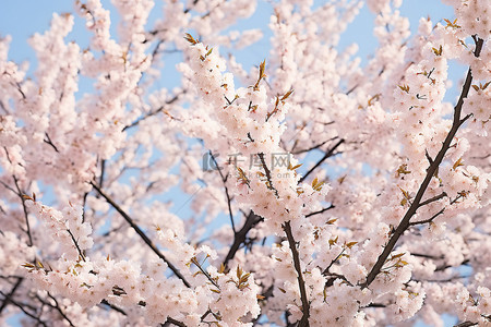 粉色，樱花背景图片_白树上的花很白