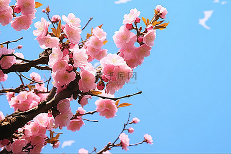 一棵树在蓝天的映衬下呈现出美丽的粉红色花朵和叶子