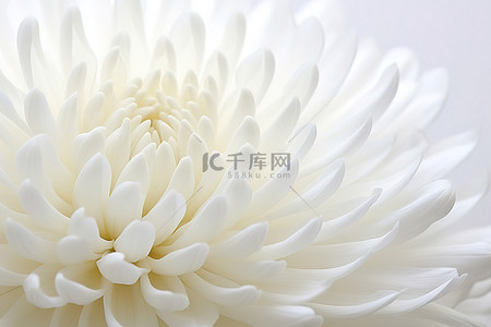 白菊花的特写图像