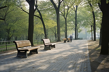公园里有一排树的长凳和长凳