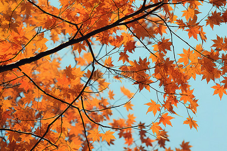 天上宫阙背景图片_蓝天上的秋叶