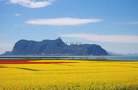有花有海背景图片_黄色的花田，背后有山