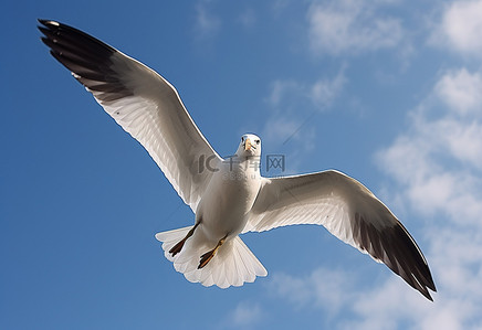 一只翅膀张开的鸟在天空中飞翔