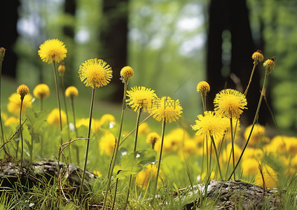 春天黄色蒲公英背景图片_树栖环境中的黄色蒲公英